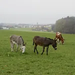 Lenzenbauer *