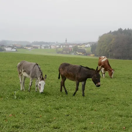 Lenzenbauer *