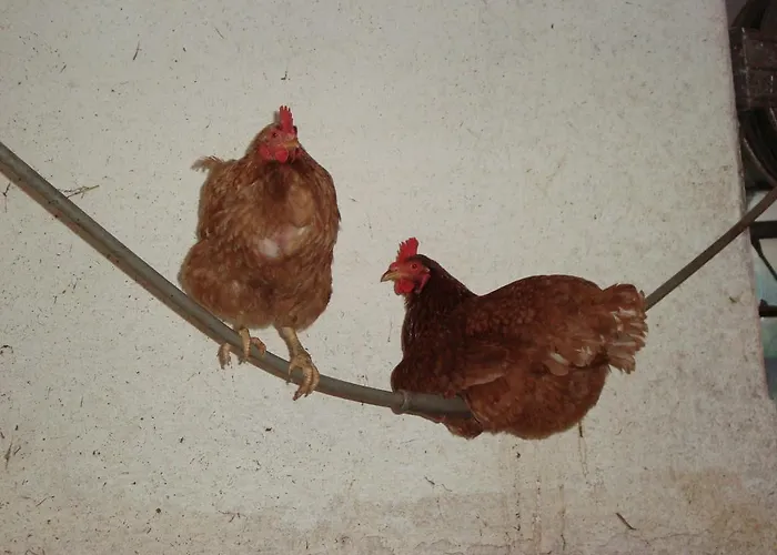 Lenzenbauer Nyaraló *