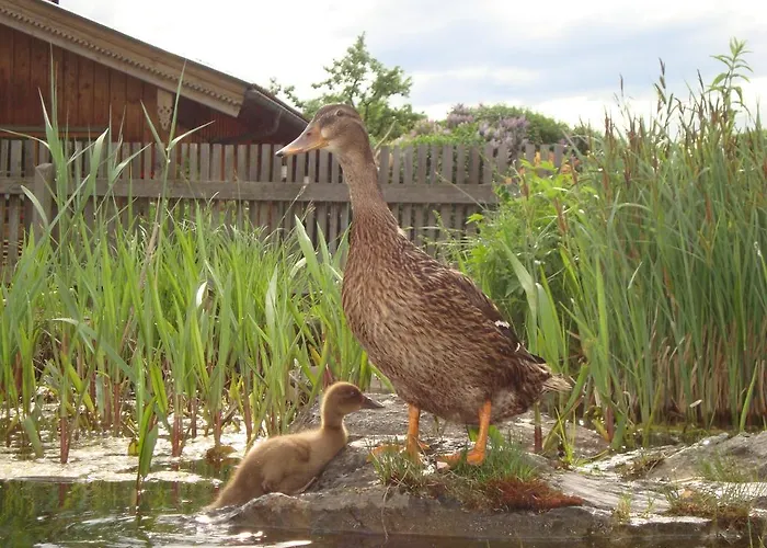 Nyaraló Lenzenbauer *