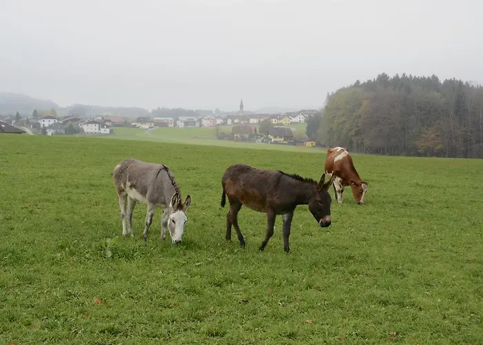 Lenzenbauer *